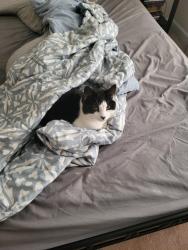 Lost Male Cat last seen Harrell Rd/Heather Hills s, Fredericksburg, VA 22405