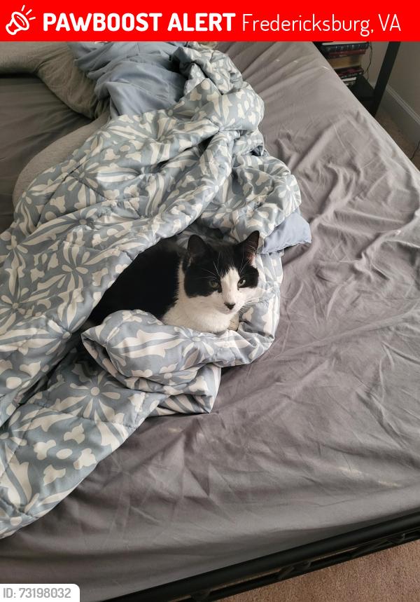 Lost Male Cat last seen Harrell Rd/Heather Hills s, Fredericksburg, VA 22405