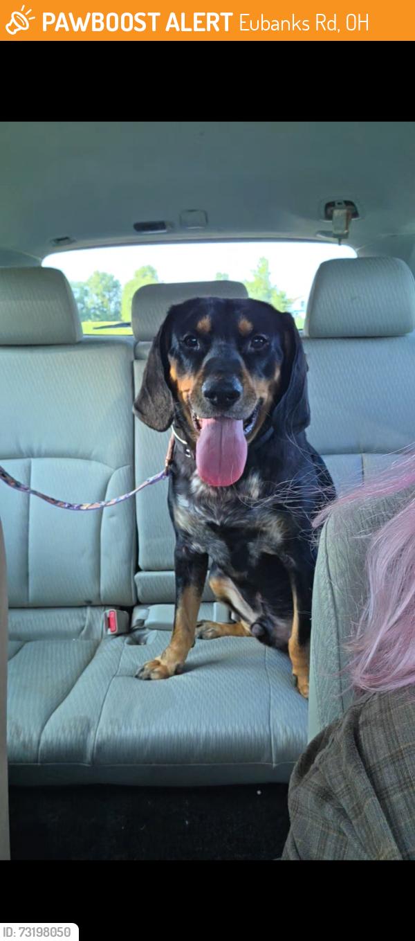 Found/Stray Male Dog last seen On the corner of 251 and eubanks, running along the bridge., Eubanks Rd, OH 45142