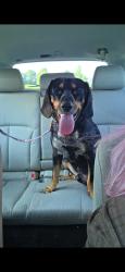 Found/Stray Male Dog last seen On the corner of 251 and eubanks, running along the bridge., Eubanks Rd, OH 45142