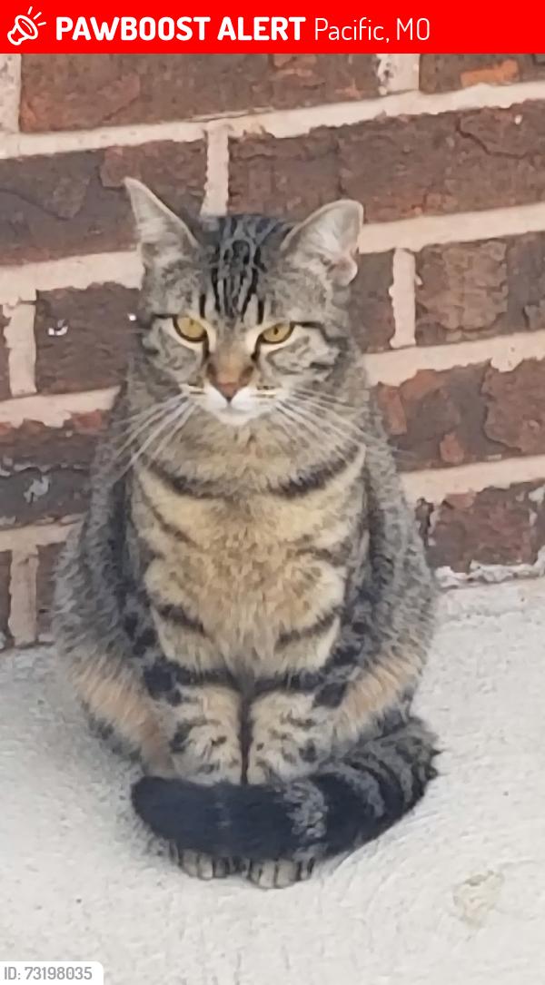 Lost Female Cat last seen Cypress, pacific mo, Pacific, MO 63069