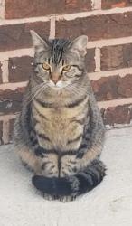 Lost Female Cat last seen Cypress, pacific mo, Pacific, MO 63069