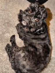 Lost Male Dog last seen Blossom way and grand at, Hayward, CA 94541