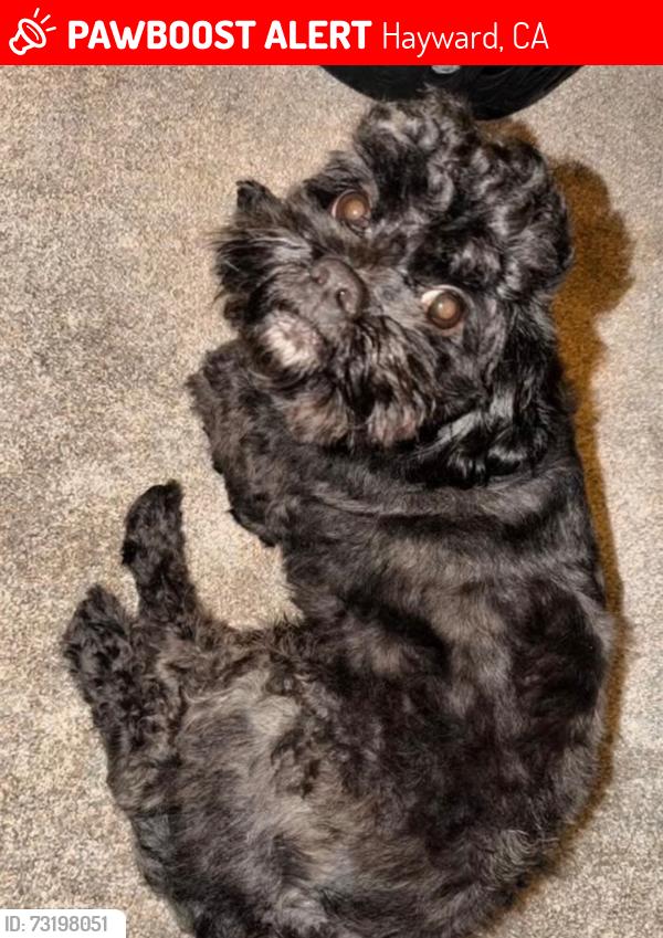 Lost Male Dog last seen Blossom way and grand at, Hayward, CA 94541