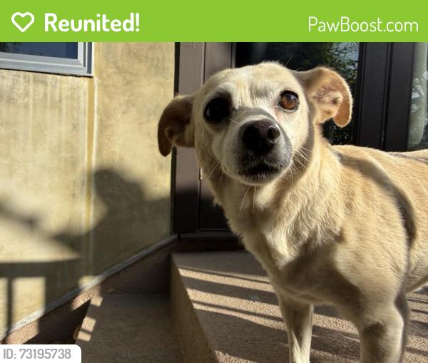 Reunited Unknown Dog last seen Avalon and Preston, Los Angeles, CA 90026