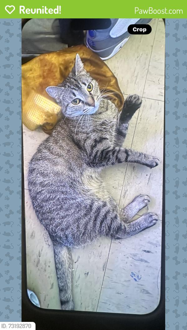 Reunited Female Cat last seen Norstrand ave,ave w, Brooklyn, NY 11229