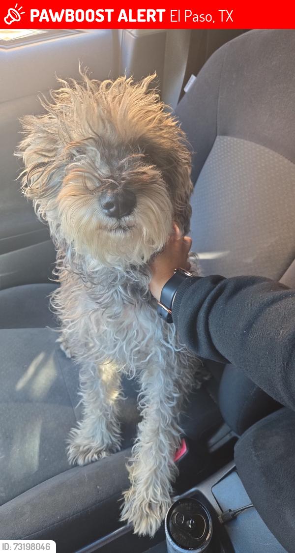 Lost Male Dog last seen Reese mcord park, El Paso, TX 79935