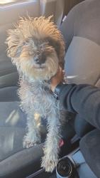 Lost Male Dog last seen Reese mcord park, El Paso, TX 79935