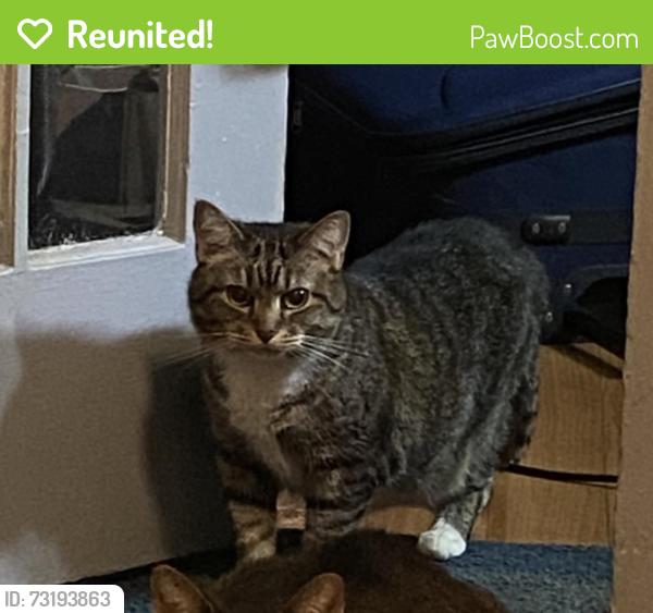 Reunited Female Cat last seen John f kennedy, old bergen ave , ocean ave, columbia park, Jersey City, NJ 07305