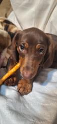 Lost Male Dog last seen Near Bleinham St Riverside Ca 92507, Riverside, CA 92507