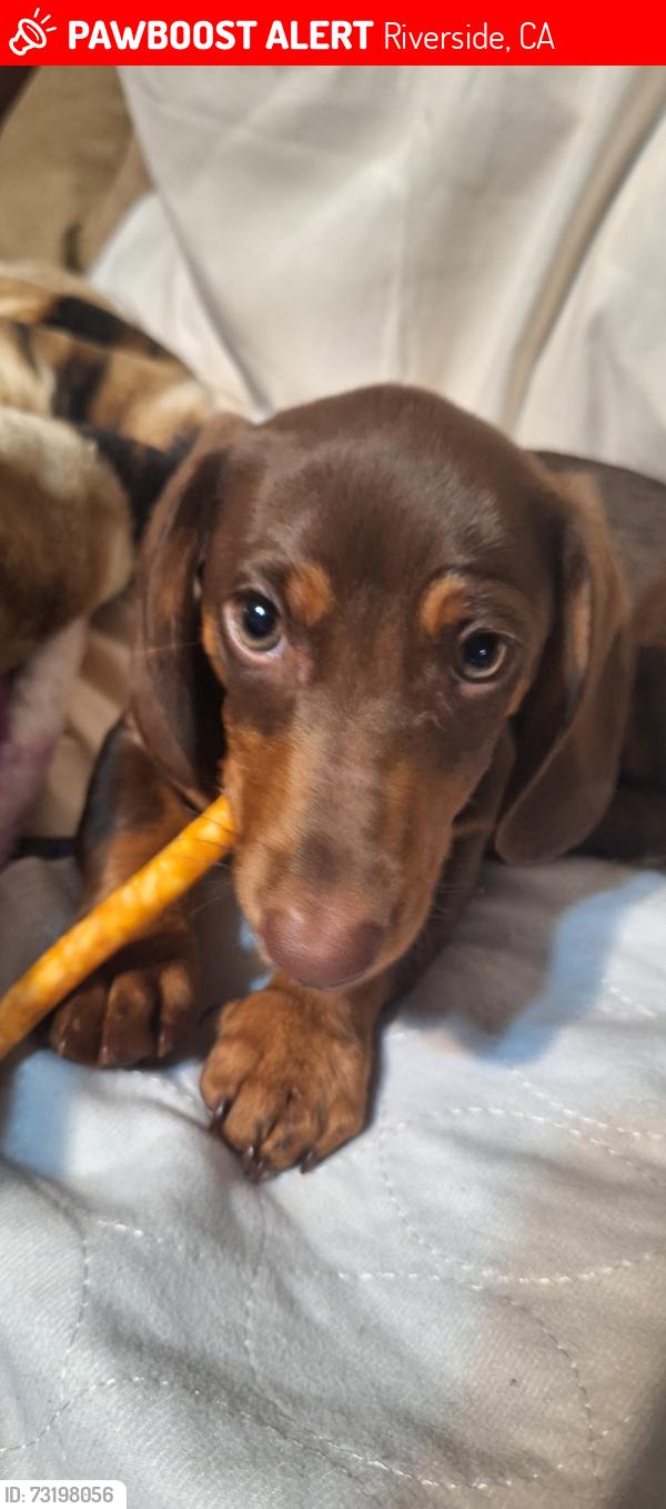 Lost Male Dog last seen Near Bleinham St Riverside Ca 92507, Riverside, CA 92507
