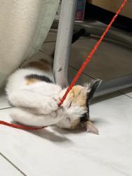 Reunited Female Cat last seen Home Depot, Alhambra, CA 91803