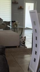 Lost Male Dog last seen Cutler bay, Cutler Bay, FL 33157