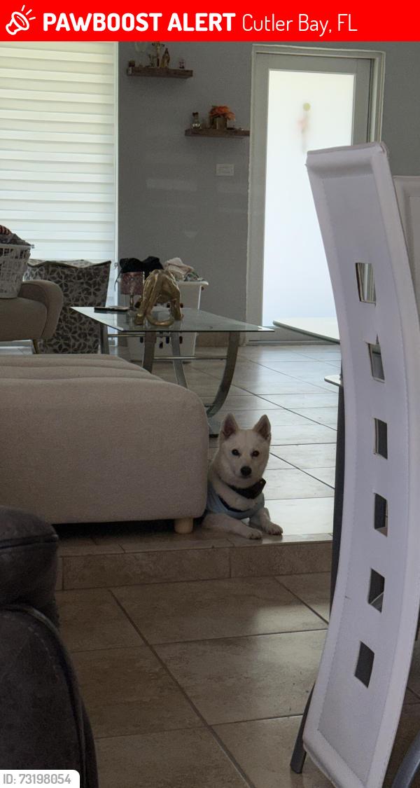 Lost Male Dog last seen Cutler bay, Cutler Bay, FL 33157