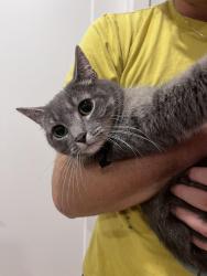 Reunited Unknown Cat last seen Hotel de Ville and Marie Anne, Montréal, QC H2W 2H5