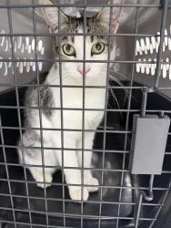 Reunited Female Cat last seen Cartwright Ave and Saticoy St, Los Angeles, CA 91352