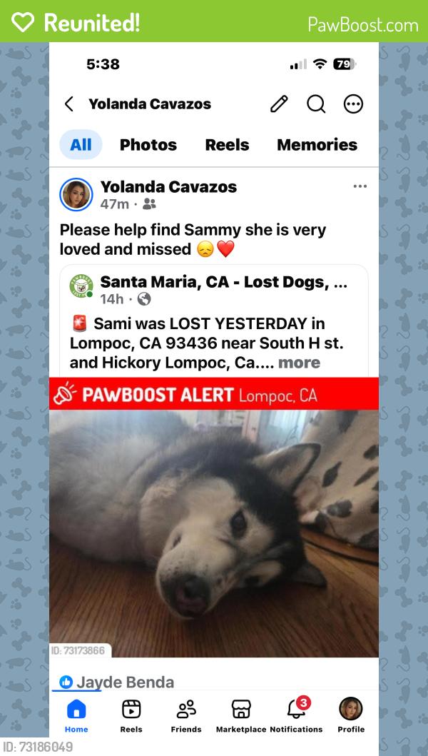 Reunited Female Dog last seen Near block of south h st Lompoc, Lompoc, CA 93436