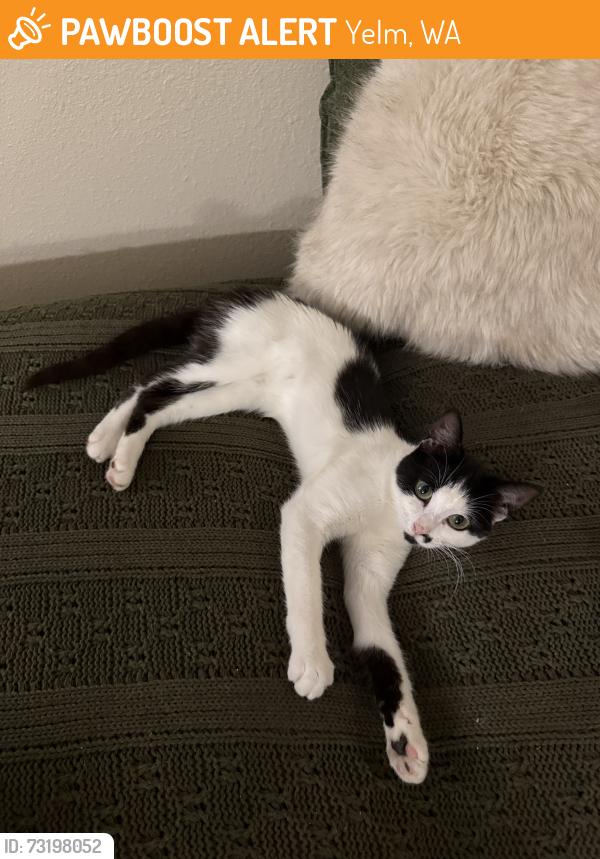 Found/Stray Female Cat last seen Clearwood, Yelm, WA 98597