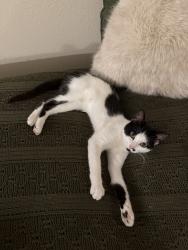 Found/Stray Female Cat last seen Clearwood, Yelm, WA 98597