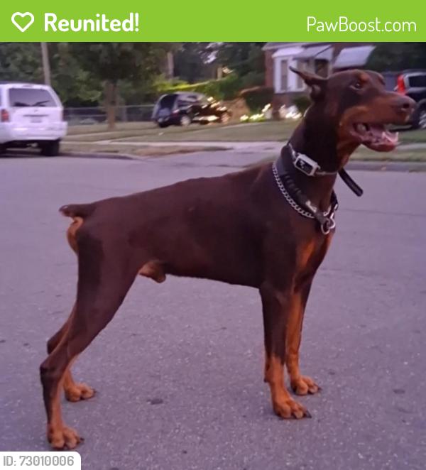 Reunited Male Dog last seen West 8 mile and Coolidge, Detroit, MI 48235