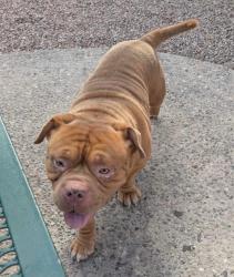 Reunited Unknown Dog last seen 12th Ave & Valencia Rd., Tucson, AZ 85706