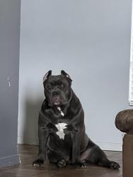 Lost Male Dog last seen western hills, Rio Rancho, NM 87124