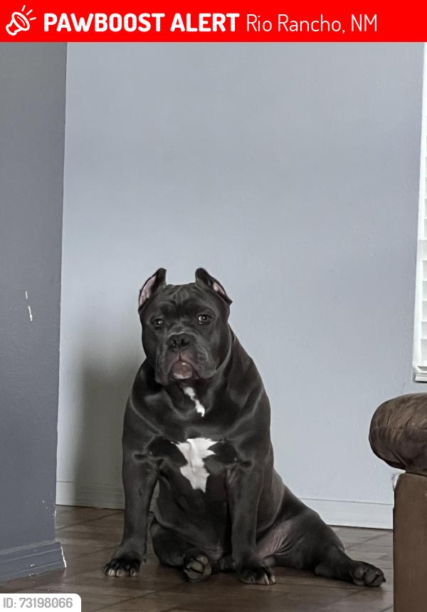 Lost Male Dog last seen western hills, Rio Rancho, NM 87124