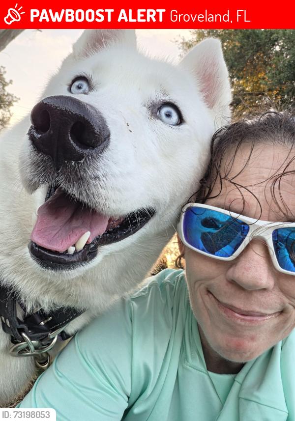Lost Male Dog last seen Calvin lee/ Baylake road, Groveland, FL 34736