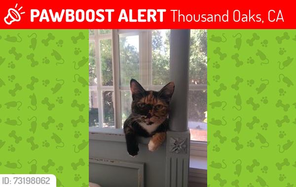 Lost Female Cat last seen Rollings Avenue and Calle Estepa, Thousand Oaks, CA 91360