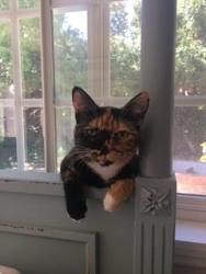 Lost Female Cat last seen Rollings Avenue and Calle Estepa, Thousand Oaks, CA 91360