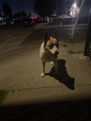 Found/Stray Female Dog last seen S Broadway and W colden Ave, Los Angeles, CA 90003