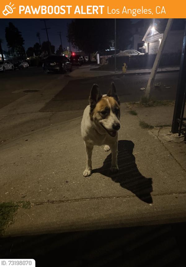 Found/Stray Female Dog last seen S Broadway and W colden Ave, Los Angeles, CA 90003