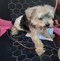 Found/Stray Male Dog last seen S 101st Ave/ W Levi dr. Tolleson. (Farmington Glen), Estrella Village, AZ 85353