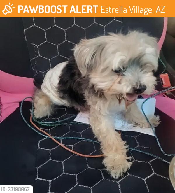 Found/Stray Male Dog last seen S 101st Ave/ W Levi dr. Tolleson. (Farmington Glen), Estrella Village, AZ 85353