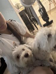 Reunited Female Dog last seen Near N Broadway, Escondido, CA 92026, USA, Escondido, CA 92026