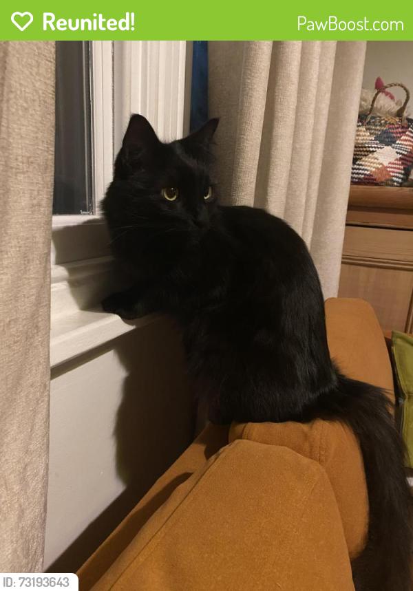 Reunited Male Cat last seen Queens Road and Clarendon Park Road, Leicester, England 