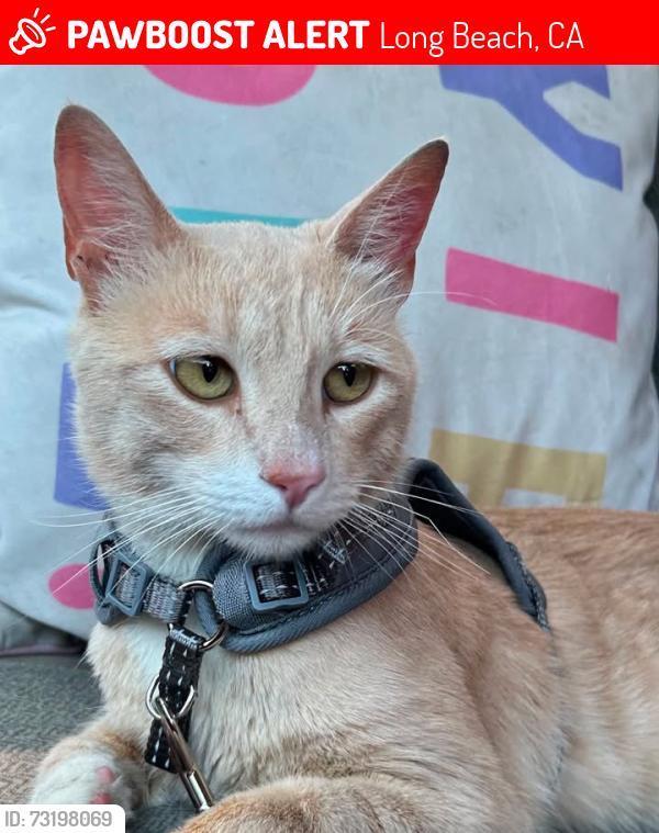 Lost Male Cat last seen Pacific Ave and Plymouth St, Long Beach, CA 90805