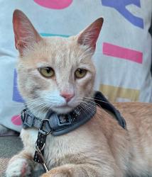 Lost Male Cat last seen Pacific Ave and Plymouth St, Long Beach, CA 90805