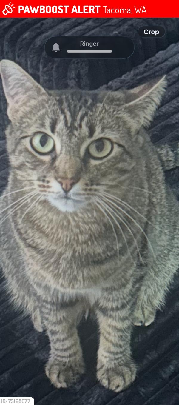 Lost Female Cat last seen Center Tyler lodge at madrona apts, Tacoma, WA 98409