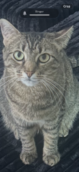 Lost Female Cat last seen Center Tyler lodge at madrona apts, Tacoma, WA 98409