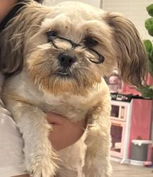 Lost Male Dog last seen SW 44th between Penn & May near Agnew Ave, Oklahoma City, OK 73119