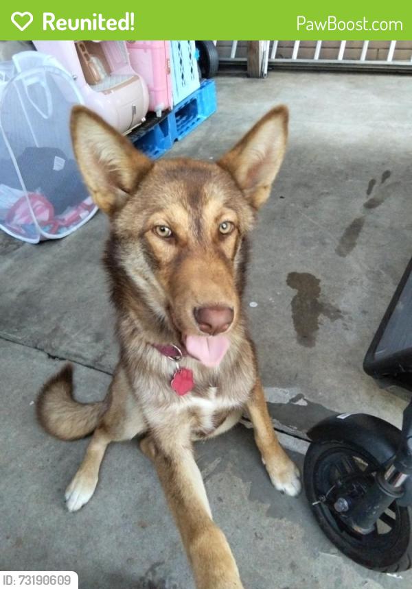 Reunited Female Dog last seen Chula vista Ca, Chula Vista, CA 91912