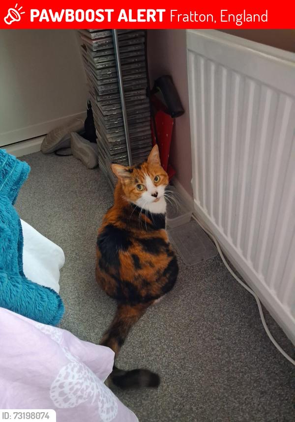 Lost Female Cat last seen George Street, Portsmouth, Fratton, England 