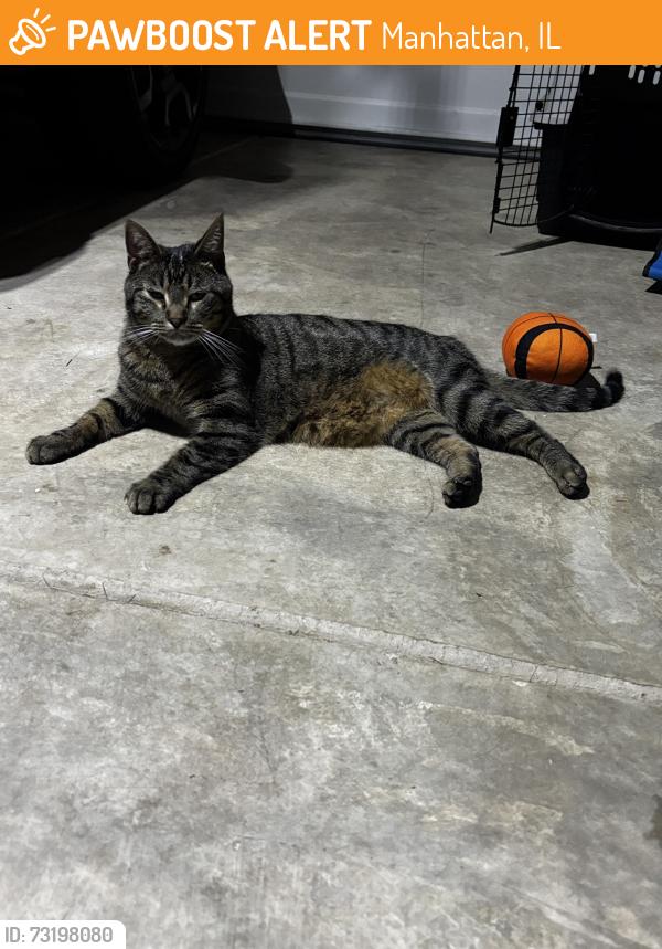 Found/Stray Unknown Cat last seen Quincy way, Manhattan, IL 60442