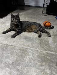 Found/Stray Unknown Cat last seen Quincy way, Manhattan, IL 60442