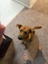 Reunited Male Dog last seen Near, Wellington, FL 33467