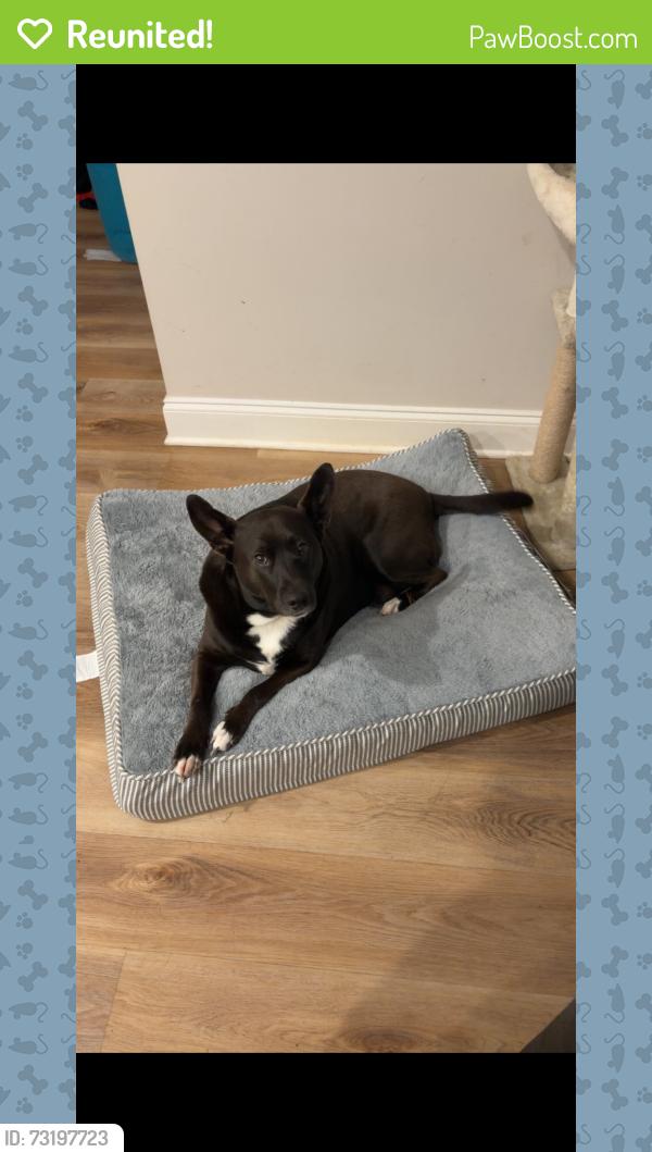 Reunited Female Dog last seen Lovers lane, old lovers lane, Bowling Green, KY 42103