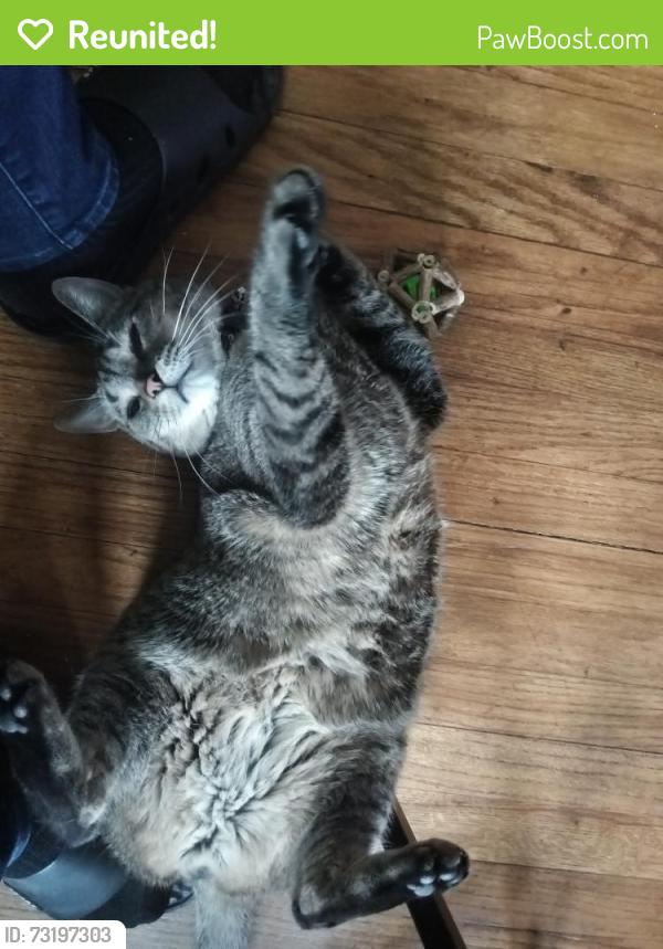 Reunited Male Cat last seen Conner/College, Detroit, MI 48205