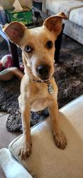 Found/Stray Female Dog last seen Roosevelt and 24st, Phoenix, AZ 85006