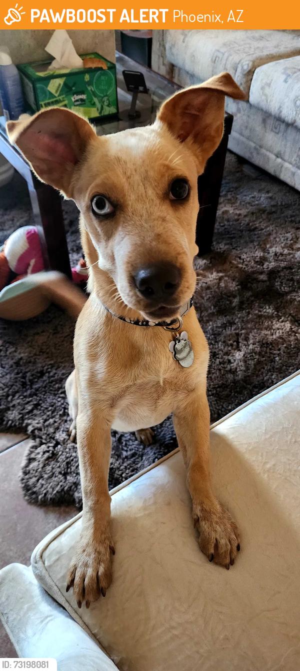 Found/Stray Female Dog last seen Roosevelt and 24st, Phoenix, AZ 85006